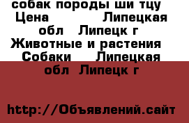 собак породы ши-тцу › Цена ­ 7 000 - Липецкая обл., Липецк г. Животные и растения » Собаки   . Липецкая обл.,Липецк г.